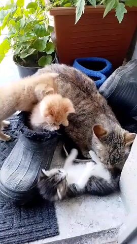 This is a close-up, vertical video of a mother cat and her kittens playing outdoors, likely on a patio or balcony. The scene is brightly lit, suggesting daytime, possibly late morning or afternoon, with lush green plants in the background housed in a brown planter. The subjects are a tabby cat, presumably the mother, and at least three kittens. Two kittens are light orange, and one is a mix of grey, black, and white.

The central activity involves the kittens playing with their mother and with each other. One orange kitten is nestled inside a black rubber boot, while another orange kitten is positioned on the mother cat's back. The grey and white kitten is playfully wrestling on the ground next to the mother. The mother cat appears relaxed and engaged, grooming or interacting gently with her offspring.

Notable details include the contrast between the soft, fluffy kittens and the textured surface of the boot and the mother's fur. The overall mood is one of warmth, playfulness, and domestic tranquility. The setting, with the plants and what appears to be an outdoor floor, suggests a home environment. No text is visible in the video. The context provided places the scene in Ijevan, Armenia.