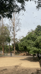 Man walks through park as flock of birds flies overhead
