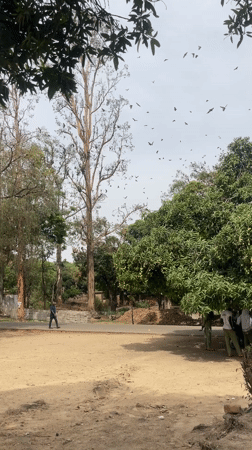 Man walks through park as flock of birds flies overhead