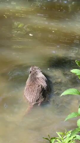 A nutria, a large rodent, swims in shallow, murky water. The animal's fur is wet and matted. Its tail is partially visible extending behind it. The nutria's head is submerged in the water as it appears to be foraging or drinking. Green foliage is visible on the right side of the frame. Sunlight reflects off the surface of the water.