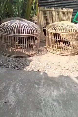 A close-up, outdoor shot focuses on two round, domed chicken cages made of natural bamboo. The cages are on a ground covered with small stones and gravel. In the background, there are more bamboo structures, possibly other cages or fencing, and some greenery, suggesting a rural or farm setting. The cages are occupied by roosters, visible through the bamboo slats. The lighting indicates it is daytime, with shadows cast on the ground. The video seems to be shot handheld and is slightly shaky.
