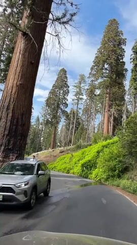 The video begins with a view of a large redwood tree trunk on the left side of the frame. A paved road curves away from the camera, with a white SUV partially visible in the lower left corner and a black sedan driving on the road. A person in a white shirt and shorts stands near the base of the redwood tree, looking at the car. The road is flanked by lush green vegetation on the right and more tall redwood trees in the background. As the video progresses, the perspective shifts, showing the black sedan driving further down the road, with more trees and a wooden building visible in the distance. The video also shows the immense size of the redwood trees, with the camera tilting upwards to capture their height against a blue sky with scattered clouds. There are no interactions between people and animals. The environment is a forest, characterized by very tall redwood trees, dense green undergrowth, and a paved road winding through the landscape. The weather appears to be fair with a partly cloudy sky.
