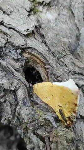 A close-up shot shows a dark cavity in the rough bark of a tree. A small piece of light-colored, possibly fungi, is attached to the bark to the right of the cavity. A black insect with visible legs is positioned to the left of the cavity, and another black insect is partially visible inside the cavity. The video shows slight movement of the insects.
