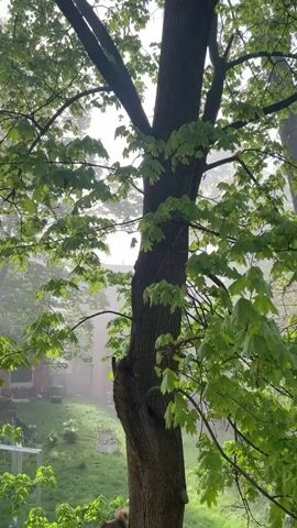 The video presents a serene, misty view of a residential area, likely observed from an elevated position such as a window or balcony.

It opens looking through the vibrant green foliage and a thick trunk of a large tree, possibly a maple, which dominates the right side of the frame. Below, a backyard area is visible, featuring a well-maintained lawn, what appear to be raised garden beds, and a small, light-colored structure. A brick building with a dark roof and chimneys is partially visible through the dense fog in the mid-distance. The light is diffused, suggesting an early morning or an overcast, damp day.

From 0:02, the camera slowly pans to the left, revealing more of the foggy landscape. Another large tree with green leaves occupies the foreground, framing the scene. A long, light-colored wooden fence stretches across the mid-ground, behind which sits a gray building with a distinctive mural or painted texture on its visible side. The mist significantly obscures the background, softening the outlines of distant trees and buildings. The overall scene conveys a sense of peacefulness and tranquility, set against a backdrop of thick fog in the City of Newburgh, United States of America. No people or discernible text are visible in the video.