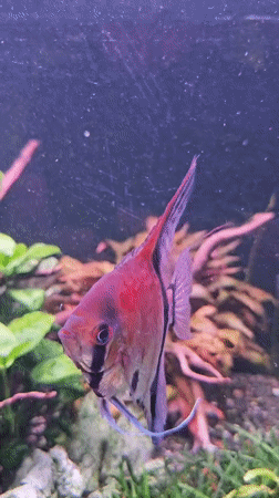 Aquarium fish and summer blooms in close-up, Asan-si