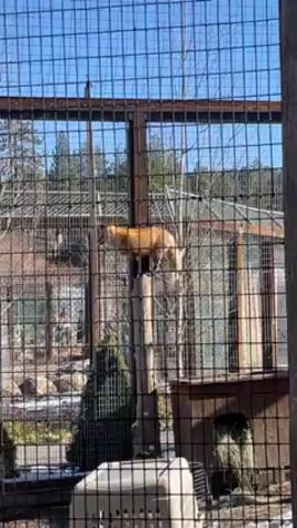 The video shows a red fox standing on top of a wooden post within a cage. The cage is made of a wire mesh and is situated outdoors, with trees visible in the background on a sunny day. The fox is looking around its enclosure.