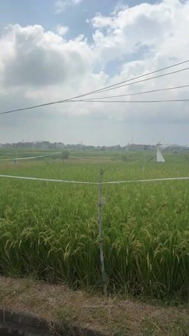 The video shows a large rice paddy field under a cloudy sky. The camera moves along the edge of the field, revealing more of its extent. In the distance, there are houses and buildings. The rice plants are mostly green with some starting to turn golden. There are power lines running above the field. There's a small wooden structure in the middle of the field. There's also a drain with some weeds.