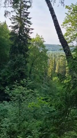 The video shows a dense forest with a steep, eroded embankment covered in moss and small trees. The camera pans down the embankment, revealing layers of soil and exposed roots. The forest canopy is thick with green leaves, and sunlight filters through the trees, creating a dappled effect. The overall impression is one of a natural, wild landscape.