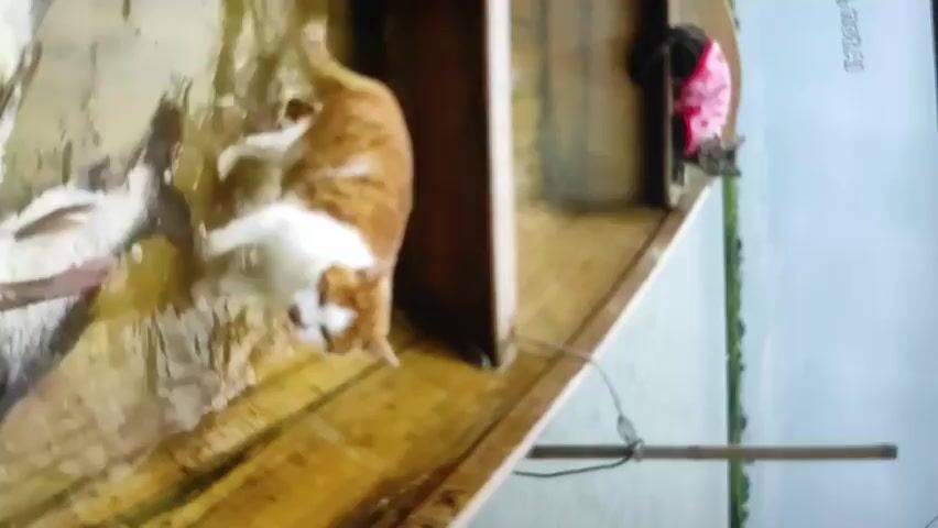 The video shows an orange and white cat in a wooden boat. The boat is partially filled with water. The cat appears to be lying down on the wet floor of the boat. In the background, there is a body of water and some greenery. The video is shot from a slightly elevated angle, looking down into the boat. There is another cat visible in the background, partially obscured by a piece of fabric.