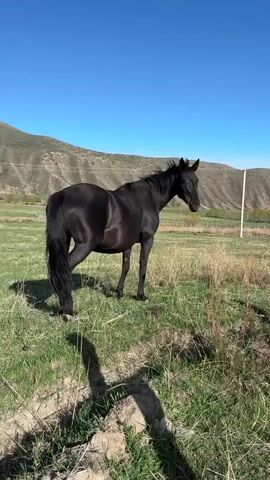 The video shows a black horse standing in a field on a sunny day.  The horse is facing the camera, then lowers its head to graze.  The background includes a grassy field, a wire fence, a utility pole, and a mountain range under a clear blue sky.  A partial shadow is visible in the foreground.