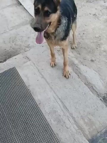 A German Shepherd stands on a concrete surface with its tongue hanging out. It is facing the camera, looking down and slightly to the left. The dog is primarily black and tan. The background consists of a dirt and gravel area. A grey mat is visible in the lower left corner of the frame.