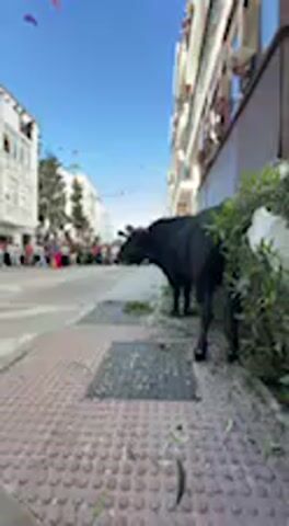 A black bull stands on a tiled sidewalk next to a lush green bush, appearing to eat leaves from it. The scene is an urban street, likely in Vejer de la Frontera, Spain, as indicated by the provided context and the Spanish language audible in the background. In the blurred background, a street is visible, lined with multi-story buildings and filled with a crowd of people. Colorful banners or bunting are strung across the street overhead, suggesting a festive atmosphere. The sky is clear and blue, indicating a bright, sunny daytime. A metal manhole cover is visible on the sidewalk near the bull. The bull is the central, in-focus subject, while the background elements are out of focus. No distinct text is visible in the frame. The audio includes a male voice speaking Spanish, mentioning "convenientemente para introducirle dentro del camión" (conveniently to introduce it inside the truck), hinting at the bull being moved or prepared for transport, possibly related to a local festival or bull run.
