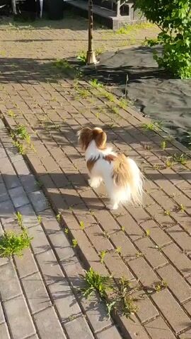 A small, fluffy white and tan dog walks across a paved path. The dog is facing away from the camera and appears to be trotting. The path is made of rectangular bricks, and there are patches of green grass growing in the gaps between them. The ground is uneven and there are shadows cast by unseen objects. In the background, there is a lamppost, some outdoor furniture, and a large green tree. The sun is shining, casting long shadows, indicating it is either early morning or late afternoon. The overall scene suggests a peaceful outdoor setting, likely a backyard or garden in a suburban area. There is no visible text in the media file.