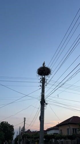 Storks nesting on utility poles in a small Bulgarian town