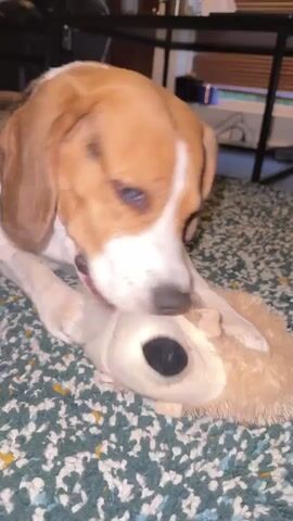 A beagle dog with tan, white, and black markings chews on a tan stuffed toy with black eyes and a tan nose. The dog is lying on a green and white patterned rug. The background is blurred but appears to be an indoor setting with furniture.