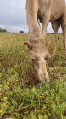 Camel grazes in flower field in Ahrara, Morocco