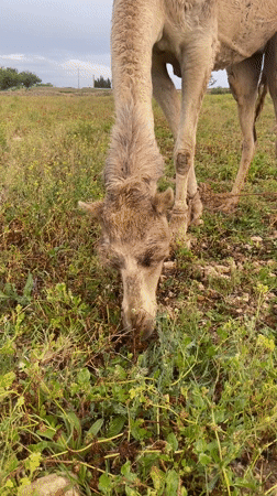 Camel grazes in flower field in Ahrara, Morocco