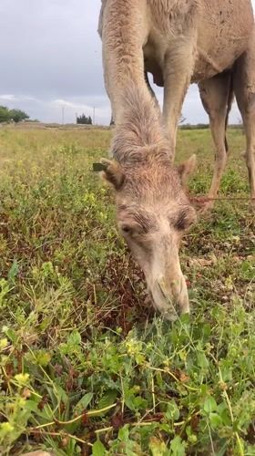 Camel grazes in flower field in Ahrara, Morocco