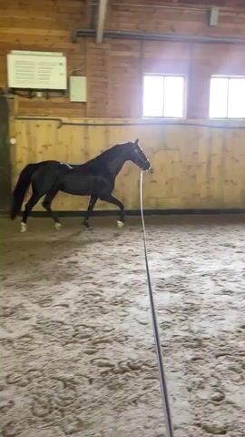 A black horse is trotting in a circular arena under wooden beams and windows. The horse is wearing a bridle and is attached to a long rope that trails on the sandy ground. The camera is positioned low to the ground, close to the rope, giving a first-person perspective of the horse in motion.