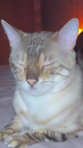 A close-up video shows a Bengal cat with its eyes closed. The cat's eyes then open and glow red. The cat's pupils dilate and contract rapidly. The cat then blinks and its eyes return to normal. The background is dark and blurry, with what appears to be a warm light source in the upper right corner. The cat is lying down on a soft surface, possibly a bed or blanket.