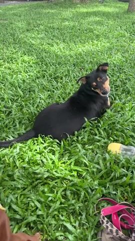 A black dog with tan markings lies in lush green grass. The dog is looking to its left, toward another dog whose head and back are visible in the foreground, out of focus. A yellow and white bottle and a pink strap are on the ground to the right of the black dog.