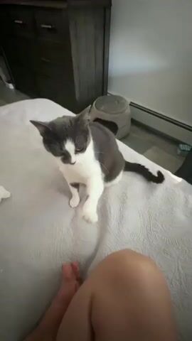 A grey and white cat is on a bed. The cat is reaching out its paw and touching a person's knee. The person's leg is visible in the foreground. In the background, there is a dresser and a cat bed. The lighting is dim.