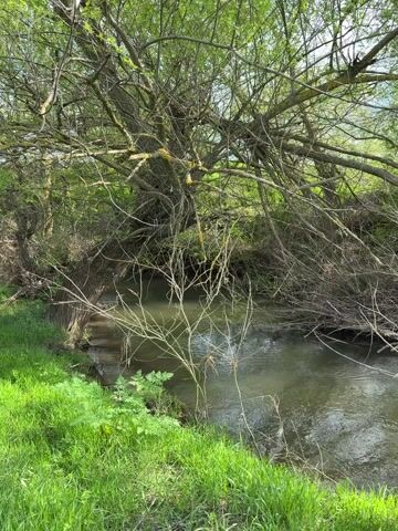 The video shows a serene natural landscape featuring a flowing stream or small river. Lush green grass and various plants line the banks. Overhead, dense trees, some with fresh green leaves and others with bare, tangled branches, create a canopy, suggesting a wooded or overgrown area. The water in the stream appears somewhat murky and reflects the overhead light. The camera slowly pans from left to right, revealing more of the winding stream and the abundant vegetation along its edges. Towards the end of the pan, a small, orange-brown object is visible on the right bank, partially in the water. The scene depicts a peaceful, natural setting in Pshenichevo, Bulgaria, likely during spring or early summer, given the mix of new foliage and bare branches.