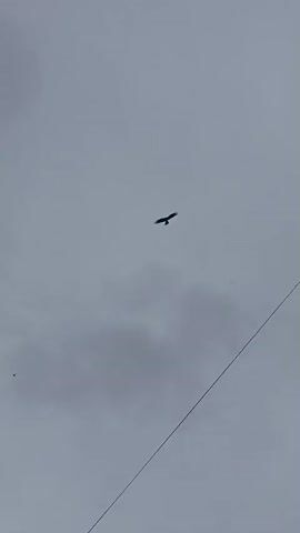 This media file captures a bird of prey, likely an eagle or hawk, soaring against a cloudy sky. The bird is silhouetted against the overcast conditions, making its exact species difficult to determine. Its wings are spread wide, indicating it is actively flying or gliding. A thin, dark cable, possibly a power line or telephone wire, stretches diagonally across the lower right portion of the frame, adding a man-made element to the natural scene.

The overall mood is somewhat somber due to the heavy cloud cover, suggesting either early morning, late afternoon, or a generally overcast day. The weather appears to be dull, with no direct sunlight visible. The setting is outdoors, with the sky being the dominant element. The focus on the bird and the vastness of the sky evoke a sense of freedom and the wild. The footage is captured from a ground-level perspective, looking upwards. No people are visible in the media. There is no visible text in the media.