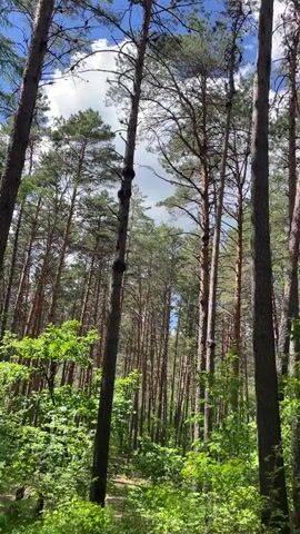 The video captures a low-angle view looking up into a dense forest with tall pine trees. The sky above is partially visible, with scattered white clouds against a blue backdrop. Sunlight filters through the canopy, illuminating the green foliage. The forest floor is covered in lush green undergrowth. The camera movement is subtle, possibly a slight pan or tilt, enhancing the feeling of being immersed in the woods. There are no people or animals visible in the frame.