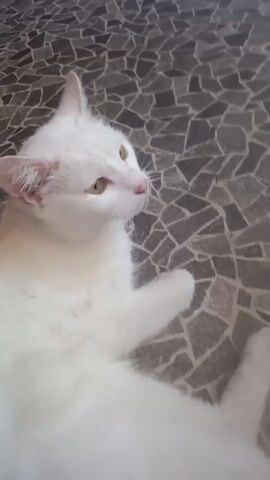 A white cat is lying on a mosaic tiled floor. The cat is facing to the right, with its eyes closed and its mouth slightly open, as if yawning or meowing. Its right paw is extended. The mosaic tiles are irregularly shaped and have a gray and black pattern. The lighting suggests it is daytime, indoors. The cat appears relaxed. There is no visible text in the media file.