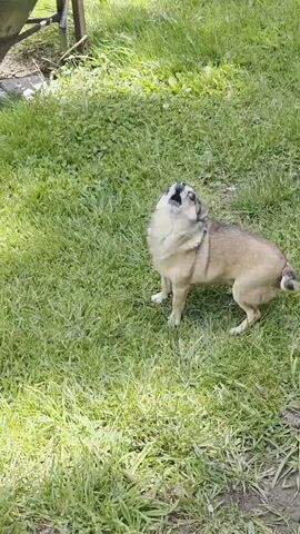 A small, tan and brown dog with erect ears and a curled tail sits in the grass, looking up and to the right. The dog is in an outdoor setting with green grass and some dappled sunlight. A portion of a dark, metallic object, possibly a car or a trash can, is visible on the right side of the frame. The dog then turns and walks away from the camera towards the metallic object.