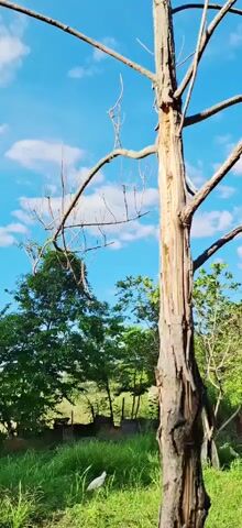 A video shows a close-up shot of a tall, dead tree with bare branches against a bright blue sky with scattered white clouds. The bark of the tree is rough and appears to be peeling in some areas. The camera angle is looking upwards, emphasizing the height of the tree. In the background, the tops of other green trees are visible.