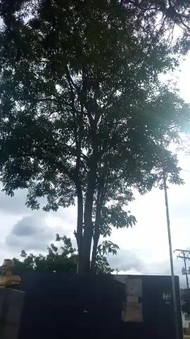 The video shows a tall tree with lush green foliage against a cloudy sky. The sun is visible, creating a bright glare. In the foreground, there is a dark structure, possibly a wall or fence. To the left, a statue or bust is partially visible, and to the right, a utility pole with wires can be seen. The camera pans upwards, focusing on the tree and the sky, with palm trees visible in the distance.