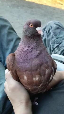 This media file shows a close-up, waist-up view of a pigeon sitting on a person's lap. The pigeon is predominantly a reddish-brown color with iridescent purple feathers on its neck. Its eyes are a bright orange, and its beak is white. The person holding the pigeon is wearing dark blue jeans on their left side and black pants on their right side. The background is out of focus, showing what appears to be a blurred outdoor setting with a gray, gravel-like ground. The lighting suggests it could be daytime, possibly late afternoon or early evening, given the soft light. The pigeon appears calm and comfortable, suggesting a trusting relationship with the person holding it. There is no visible text in the media file. The location context provided is Ciechanowiec, Poland.