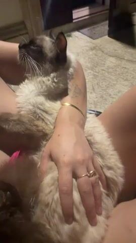 The media file shows a close-up, high-angle shot of a fluffy, light-colored cat with Siamese markings being held by a person. The person's legs are visible, and they are wearing a gold bracelet and a gold ring. The cat is looking upwards and to the left, with its paws resting on the person's lap. The background appears to be an outdoor setting at dusk or night, with a building entrance visible in the upper part of the frame. There is some grass and gravel on the ground. The person's hand is stroking the cat's back. The overall mood seems relaxed and intimate, suggesting a moment of affection between the person and the cat. No text is visible in the media file. The location context of Carpignano Salentino, Italy, suggests a possible Mediterranean setting.