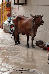 Monsoon rain soaks a Gurgaon alley, cow and all