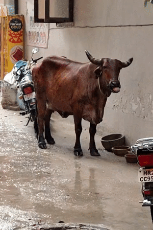 Monsoon rain soaks a Gurgaon alley, cow and all