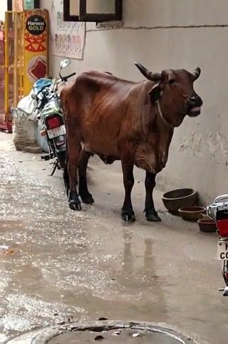 Monsoon rain soaks a Gurgaon alley, cow and all