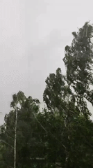 Trees lashing in wind and heavy rain during a summer storm