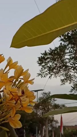 The video shows a close-up of a cluster of yellow flowers, possibly frangipani, in the foreground. The flowers are in bloom and are attached to a thick stem with green leaves. In the background, out of focus, are trees and a building. There are also hints of red and white poles, possibly part of a fence or barrier, and what appears to be a road or path. The sky is visible in the upper portion of the frame and appears to be overcast. The camera is moving slightly, causing a gentle sway of the flowers.