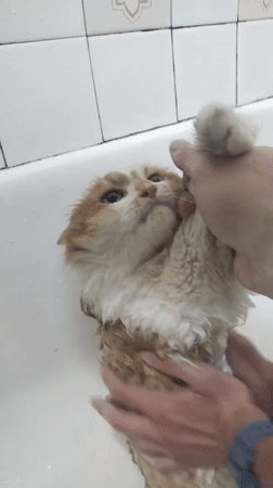 Ginger cat survives bath time, towel wrap and all