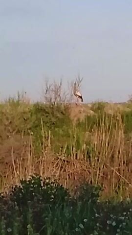 The video shows a bird, possibly a stork, standing on a small mound of dirt and grass in a field. The bird has a white body, dark wings, and long legs. It is standing amidst tall grass, bushes, and some dead branches. The sky is light blue. A voice is heard briefly saying "boo" and "shh."