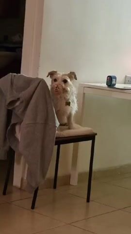 The video shows two scenes of dogs. The first scene is of a small, long-haired, white dog sitting on a small chair with a muzzle. The dog is looking towards the camera. In the background, there is a white desk with a digital clock on top of it, and a doorway leading to another room. A grey sweater is hanging on another chair to the left of the dog. The second scene is of a black, brown, and white dog on a couch. A person is petting the dog on the head. Another person is sitting on the couch behind the dog. The wall behind them is peach-colored. The video seems to be taken from a phone camera.