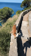 Dog walks stone wall in coastal Montenegro town