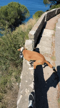 Dog walks stone wall in coastal Montenegro town