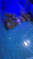 Sharks and entry gates at a Mojokerto aquarium attraction