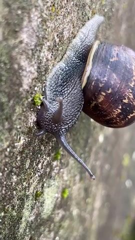 The video shows a close-up view of a snail crawling on a rough surface. The snail has a dark, patterned shell and a textured, grey body with two long antennae. Small patches of green moss are visible on the surface it is crawling on. The camera focuses on the snail's head and the texture of its body as it moves. The background is slightly blurred, emphasizing the snail. Someone is talking in the background.