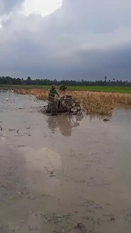 A person in a green shirt and dark pants operates a tiller in a muddy field. The tiller is submerged in water up to its wheels, and the person is also standing in the water. The field appears to be a rice paddy, with dry stalks of rice visible in the background. The sky is overcast with dark clouds. There are some birds visible on the left side of the frame. The video appears to be shot from a slightly elevated angle, looking down at the scene.