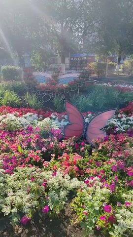 The video shows a vibrant flower bed with numerous blooming flowers in shades of pink, white, and red. In the center of the flower bed, a large, artificial red butterfly decoration is prominently displayed. The butterfly's wings are spread open, and it appears to be positioned amongst the flowers. In the background, there are trees and some structures, suggesting an outdoor park or garden setting. The sunlight creates a bright and cheerful atmosphere. The camera pans across the scene, highlighting the colorful flowers and the butterfly decoration.