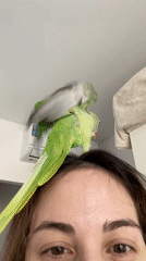 Green parrot roams a Moscow apartment, fascinated by its reflection